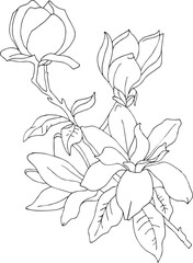 Vector clipart branch of magnoly flowers,  black line on a white background. Hand drawn illustration for coloring page, decoration , tatoo  and other design projects.