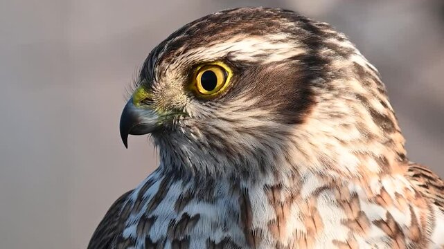 Sparrowhawk Accipiter nisus Close-up, Bird of prey looking around with beautiful background. Slow motion.