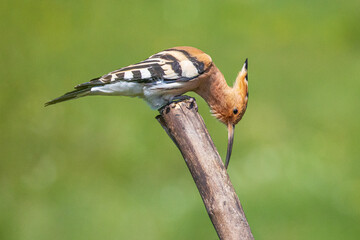 Eurasian hoopoe, Upupa epops is a distinctive cinnamon coloured bird with black and white wings, a tall erectile cres with long narrow downcurved bill.