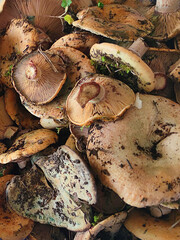 Fresh saffron mushrooms closeup for vertical mushroom background