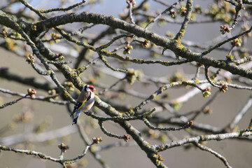 chardonneret  dans cerisier 