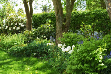 Garden, plants and tulip with growth for sustainability, landscape and environment in spring season. Nature, ecology and outdoor with conservation for grass, trees and flowers for blossom with petals