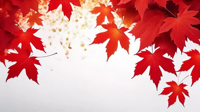 Abstract flowing waves with red maple leaves on white background	
