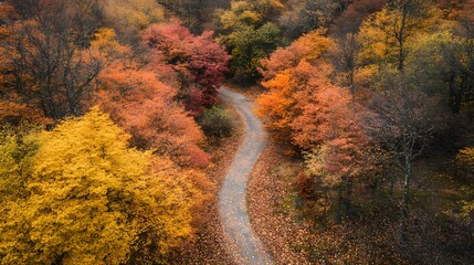 An aerial shot of a forest in peak autumn, showcasing vibrant red, orange, and yellow foliage with a winding pathway cutting through..