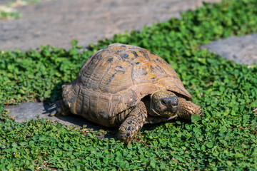 Turtle Portrait: A Close-Up in Park Grass on a Beautiful Sunny Day