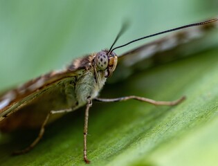 Macro shot of an Anartia jatrophae - a noble butterfly