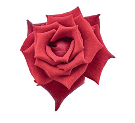 A Blossoming Rosebud in Deep Red Isolated On White Background