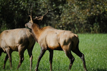 Large bull elk bugling 