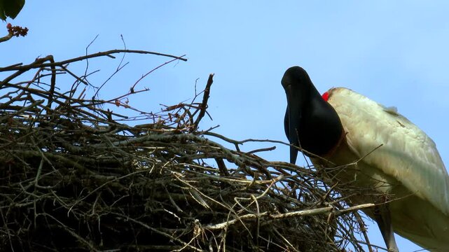 A large stock fully opening its wings over the nest. The jabiru (Jabiru mycteria), Pantanal Brazil.