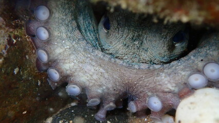 Common octopus (Octopus vulgaris) close-up undersea, Aegean Sea, Greece, Halkidiki, Pirgos beach