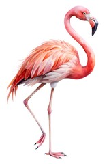 Obraz premium watercolor pink flamingo isolated on white