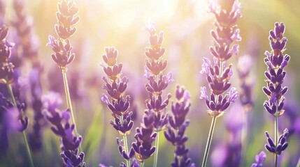 Naklejka premium Field of Lavender with Sunlight and Blurry Flowers