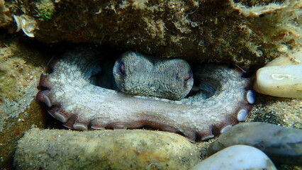 Common octopus (Octopus vulgaris) close-up undersea, Aegean Sea, Greece, Halkidiki, Pirgos beach