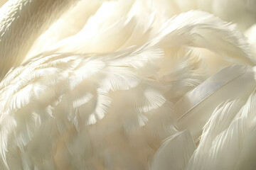 Fototapeta premium Feathery white background with a few blurry spots. The background is filled with light and the feathery texture gives it a dreamy, ethereal feel