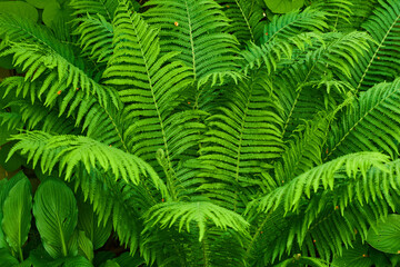 Plants, ferns and leaves in garden, spring and growth for flora, ground and fertile soil with bush. Earth, landscape and shrub with green foliage, outdoor and environment with nature in Costa Rica