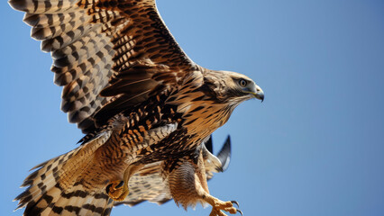 Fototapeta premium Majestic hawk soaring through the clear blue sky