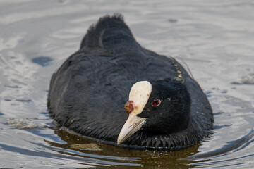 Fulica atra is a eurasian coot very common in the mediterranean aiguamolls emporda girona catalonia...