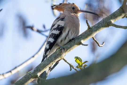 hoopoe upupa epops It is an exotic multi-colored bird that lives in the Mediterranean area puput