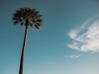 Obraz premium A lone palm tree stands under a clear blue sky with a few white clouds.