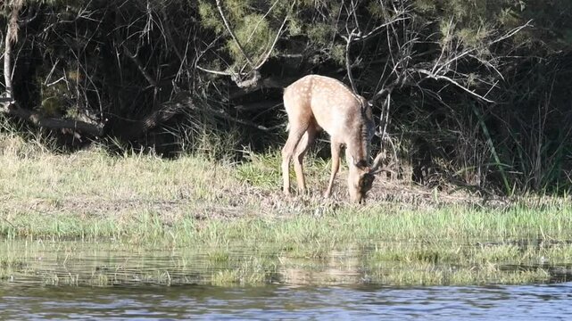 fallow deer dama dama eating grass in aiguamolls emporda girona catalonia mediterranean spain