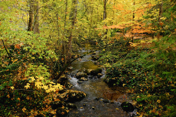 Ashland Creek flows through dense woods with autumn colors in Lithia Park, Ashland Oregon.