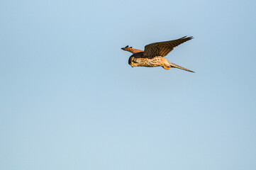Kestrel on a hunt