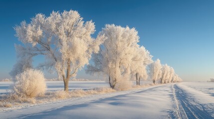 Obraz premium Frost-covered trees