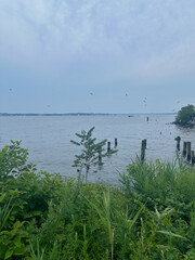 Birds flying in the sky in City Island, The Bronx, New York City