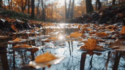 Obraz premium Leaves floating in a woodland brook