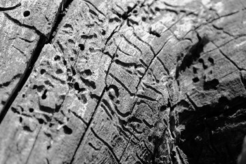 Closeup view of texture made in wood by insects