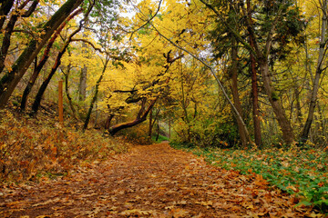 Path through autumn forest in Lithia Park, Ashland, Oregon