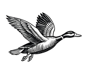 Obraz premium Duck flying hand drawn sketch engraving style vector