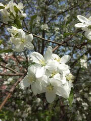 flowers, flower, bloom, garden, vegetable garden, summer, tree