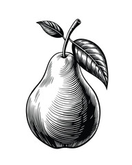 Pear black and white sketch engraving style, vector illustration