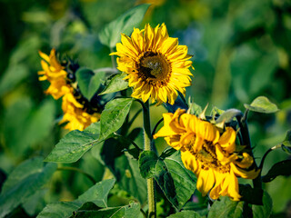 Sonnenblumenfeld im Herbst