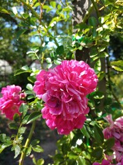 Fototapeta premium flower, pink, nature, garden, flowers, plant, peony