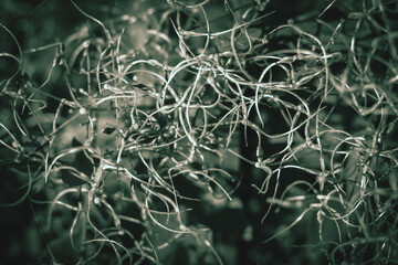 Full frame strings of clematis seed heads floral texture background