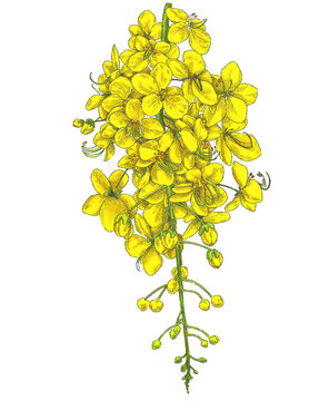 Bouquet of yellow Golden Showers cassia fistula Kanikkonna flowers on clear background 