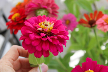 Obraz premium Colorful zinnia flowers with beautiful petals texture garden nature web background for creative design projects