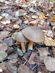 mushrooms, autumn, forest, nature, leaves