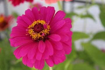 Obraz premium Colorful zinnia flowers with beautiful petals texture garden nature web background for creative design projects
