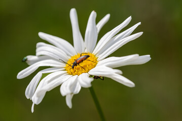 Obraz premium Longhorn beetle on white flower, Purpuricenus kaehleri