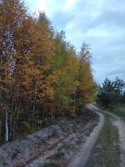 Fototapeta premium nature, park, autumn, trees, leaves, yellow