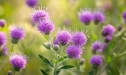 Purple false saw wort wildflower in a lush Israeli meadow with shallow depth of field and copy space
