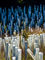 Wiederaufforstung von Laubbäumen im Herbst