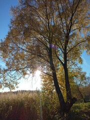 nature, park, autumn, trees, leaves, yellow