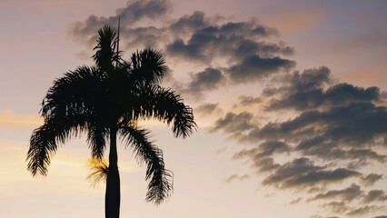 Silhouette of a Palm Tree Against a Beautiful Sunset Sky