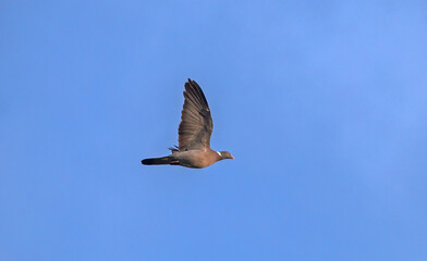 A beautiful wood pigeon flying across the blue sky. The common wood pigeon (Columba palumbus) is a large species in the dove and pigeon family.