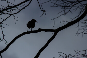 silhouette of a bird