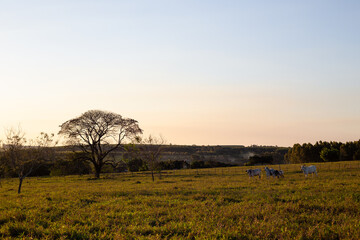 sunset in the field